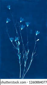 Skeleton leaf cyanotype 