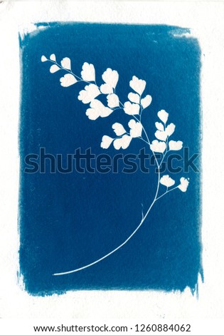 Skeleton leaf cyanotype 
