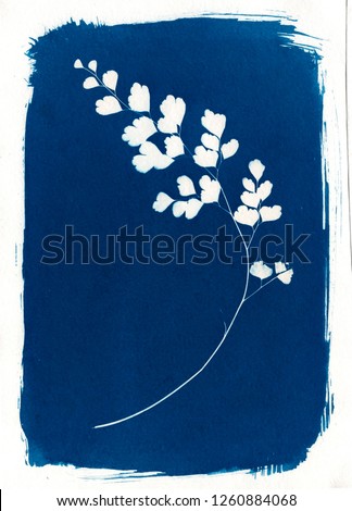 Skeleton leaf cyanotype 