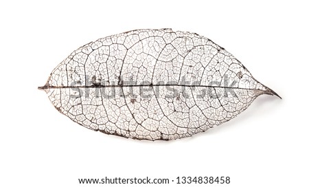Skeleton leaf isolated on white. A Naturally created skeletoned leaf (found in nature) isolated on white.