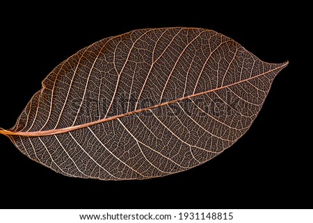 Skeleton leaf of a Rubber Plant on a black background