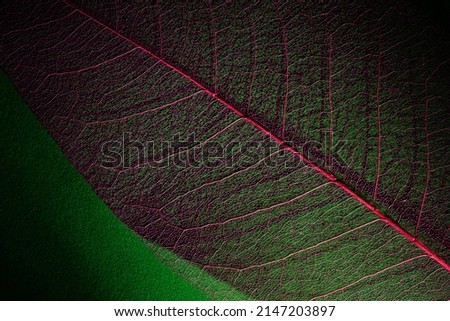 skeleton leaf texture close-up. biophilic authentic composition in lowkey. environmental organic material textured background