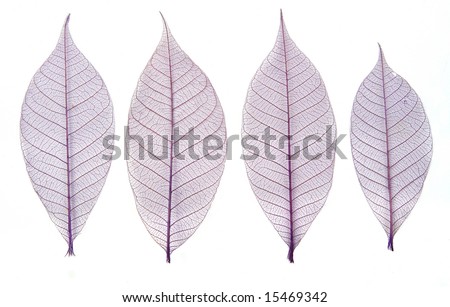 Skeleton leaves