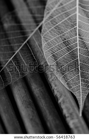 Skeleton Leaves Composition (black and white image)