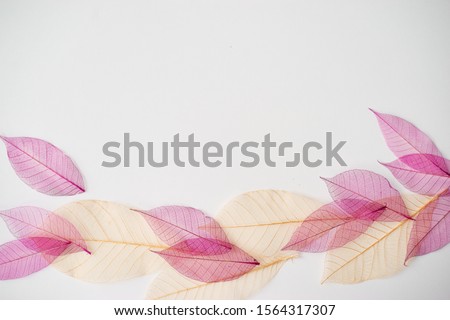 Skeleton Leaves Composition on white background