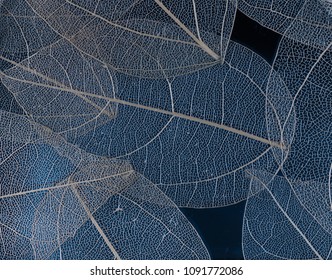 Skeleton Leaves Flower Composition on black background,transparent blue leaves