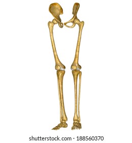 Arm Bone Images, Stock Photos & Vectors | Shutterstock
