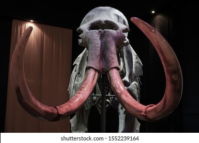 Mammoth Skull Images Stock Photos Vectors Shutterstock