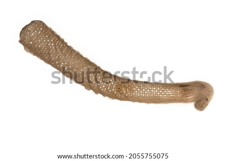 skeleton of a marine sponge