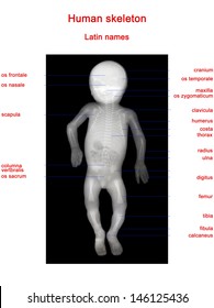 the skeleton of a newborn baby, Latin name bones, X-ray