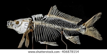 skeleton on a carp fish