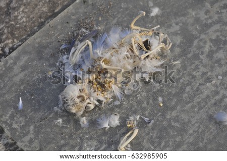 The skeleton of a parakeet is light and delicate, with slender bones and a curved ribcage, designed for agility in flight.