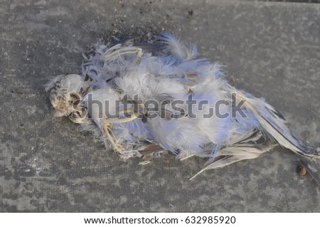 The skeleton of a parakeet is light and delicate, with slender bones and a curved ribcage, designed for agility in flight.