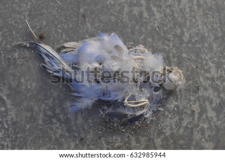 The skeleton of a parakeet is light and delicate, with slender bones and a curved ribcage, designed for agility in flight.