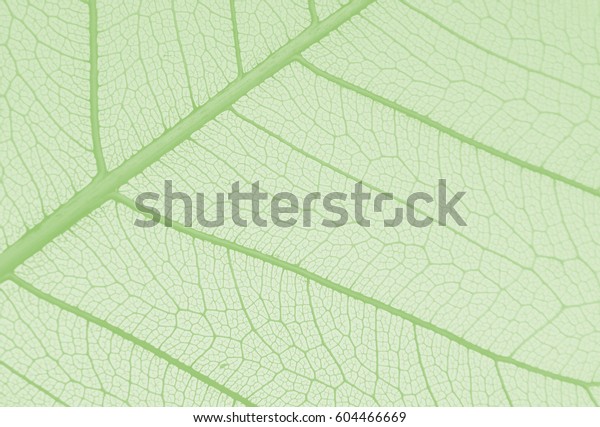 Get Peepal Tree Leaf Skeleton Pictures