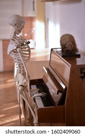 An skeleton playing the piano with mounted animal on it.