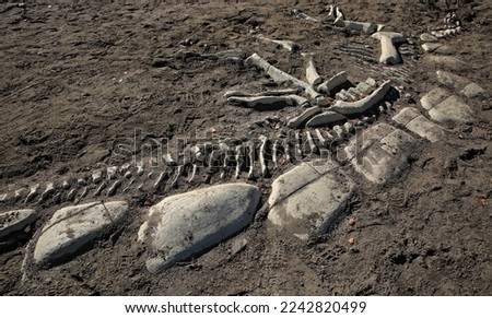 skeleton of a prehistoric dinosaur reptile unearthed by archaeologists