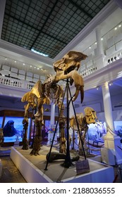 The Skeleton Of A Prehistoric Elephant Inside Grigore Antipa Natural Science Museum Landmark In Bucharest. Travel To Romania, 2022.