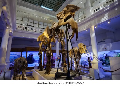 The Skeleton Of A Prehistoric Elephant Inside Grigore Antipa Natural Science Museum Landmark In Bucharest. Travel To Romania, 2022.