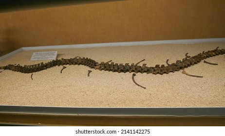 Skeleton Prehistoric Snake Legs Bali Indonesia Stock Photo 2141142275 ...