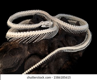 The skeleton of the python is isolated on the back.