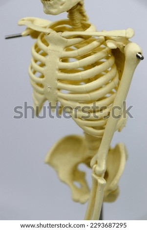 Skeleton ribs, skull, hands, and arm bones close up on clean background