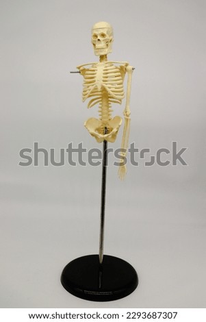Skeleton ribs, skull, hands, and arm bones close up on clean background
