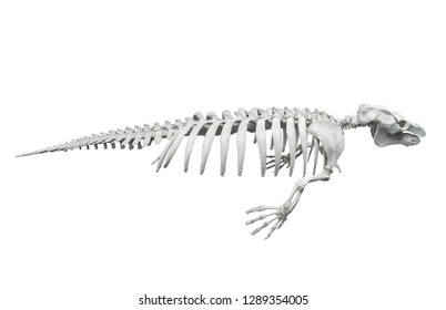 5,127 Seal Skeleton Images, Stock Photos & Vectors 