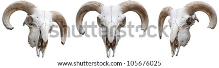 The skeleton, sheep s head with horns