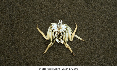 The skeleton or shell of a beach crab lying on the sand at low tide.