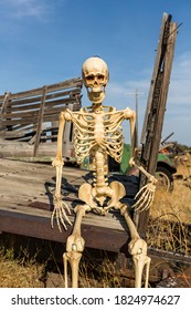 Skeleton Sitting On  An Old Truck Bed In A Dead Grass Field