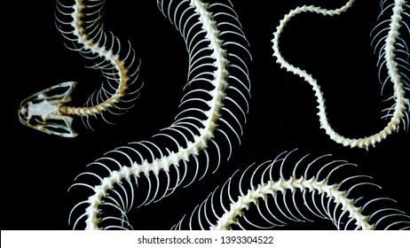 https://image.shutterstock.com/image-photo/skeleton-snake-on-black-background-260nw-1393304522.jpg