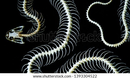 The skeleton of a snake on a black background, the bones and spine of a snake reptile, the remains of animal