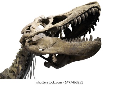 skeleton specimen of Tyrannosaurus rex