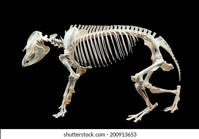 Pygmy Hippopotamus Skeleton On Black Background Stock Illustration ...