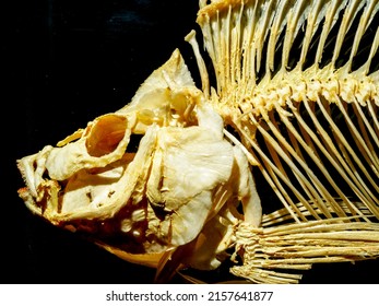 Skeleton of Tilapia fish.Fish bone