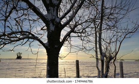 Skeleton Tree Winter Snow Scene UK