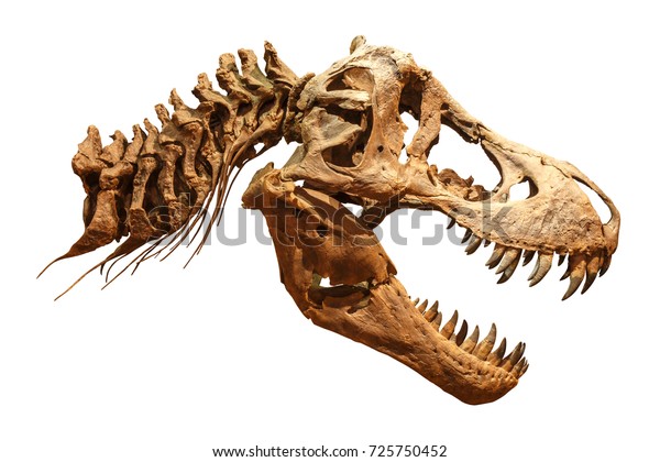 分離型背景にティラノサウルスの骸骨 頭蓋骨と首 の写真素材 今すぐ編集