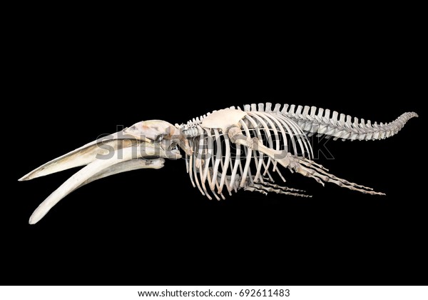 Skeleton Whale Stock Photo 692611483 | Shutterstock