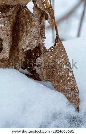 Skeletonized dry leaf hanging on a thin branch against snowy blurred background