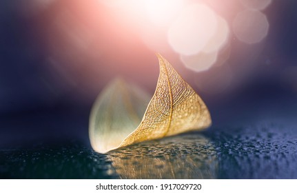 Skeletonized leaf in form of small boat with reflection in wet surface in nature. Artistic natural image in purple and magenta colors with bokeh.