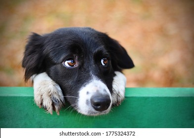 Skeptic sad border collie dog thinking & dont know what to do in park looks depressed. Homeless witty dog sad eyes thinking - look side. Collie dog sad eyes closeup hanging on bench. Collie thinking - Shutterstock ID 1775324372