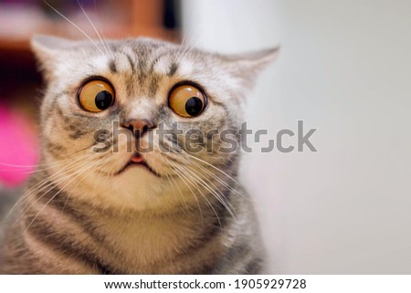 Skeptic surprised cat thinking  dont know what to do, big eyes closeup. Tabby cat look side dont know, funny face. Cute tabby cat looking scared, thinking. Wide eyed kitten dont know why, portrait Foto d'archivio © 