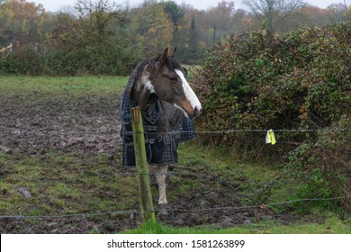 Skewbald horse in a field during the winter in Essex, U.K. 