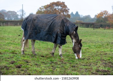 Skewbald Horse In A Field During The Winter In Essex, U.K. 