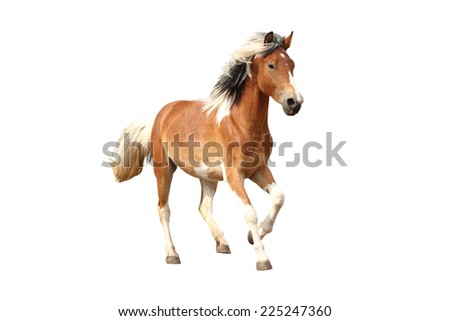 Skewbald horse galloping free isolated on white background