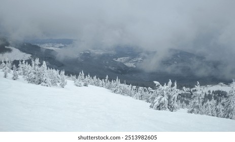 Ski resort in the mountains. Flat snow, fir trees. Foggy day.  Mountain view, horizon over land. Gloomy weather. Forest frozen landscape. Cold nature.Carpathian mountains, Drahobrat, Ukraine - Powered by Shutterstock