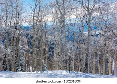 The Ski Slopes Of Steamboat Springs, On Mount Werner Of The Rocky Mountains Of Colorado, Lined By Pine And Aspen Trees. 