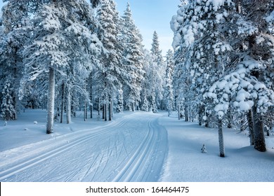 ski track in forest