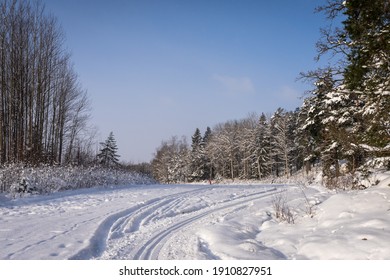 Ski track trail on the snow field. Skier ride on sunny winter day. Healthy people lifestyle. The edge of the forest with rows of trees evergreens covered with snow. 